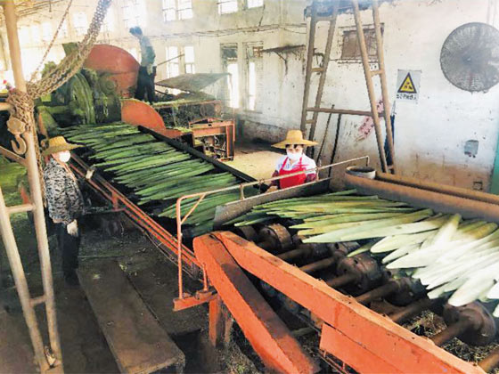 劍麻刮麻機_刮麻機_自動(dòng)麻刮麻機_劍麻刮麻設備_劍麻纖維刮麻機_劍麻刮麻機_刮麻生產(chǎn)線(xiàn)_纖維提取加工設備_劍麻加工設備